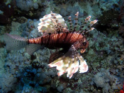 Lion Fish by Adrian Newell 